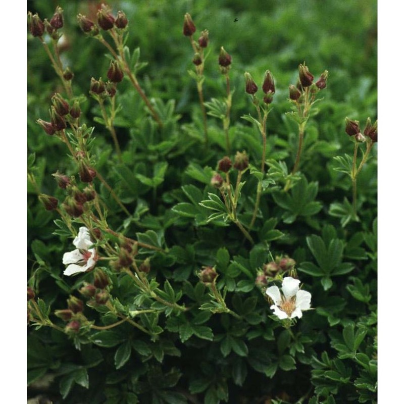 potentilla clusiana jacq.