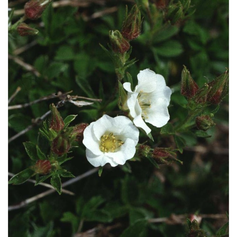 potentilla clusiana jacq.