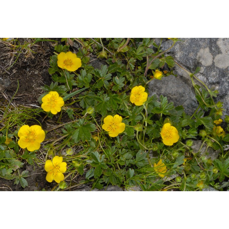 potentilla crantzii (crantz) beck ex fritsch