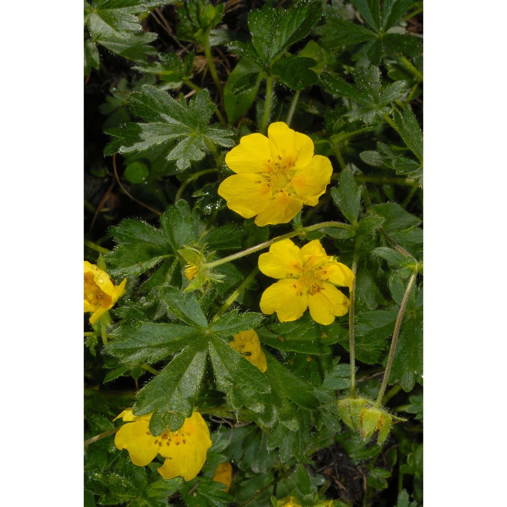 potentilla crantzii (crantz) beck ex fritsch