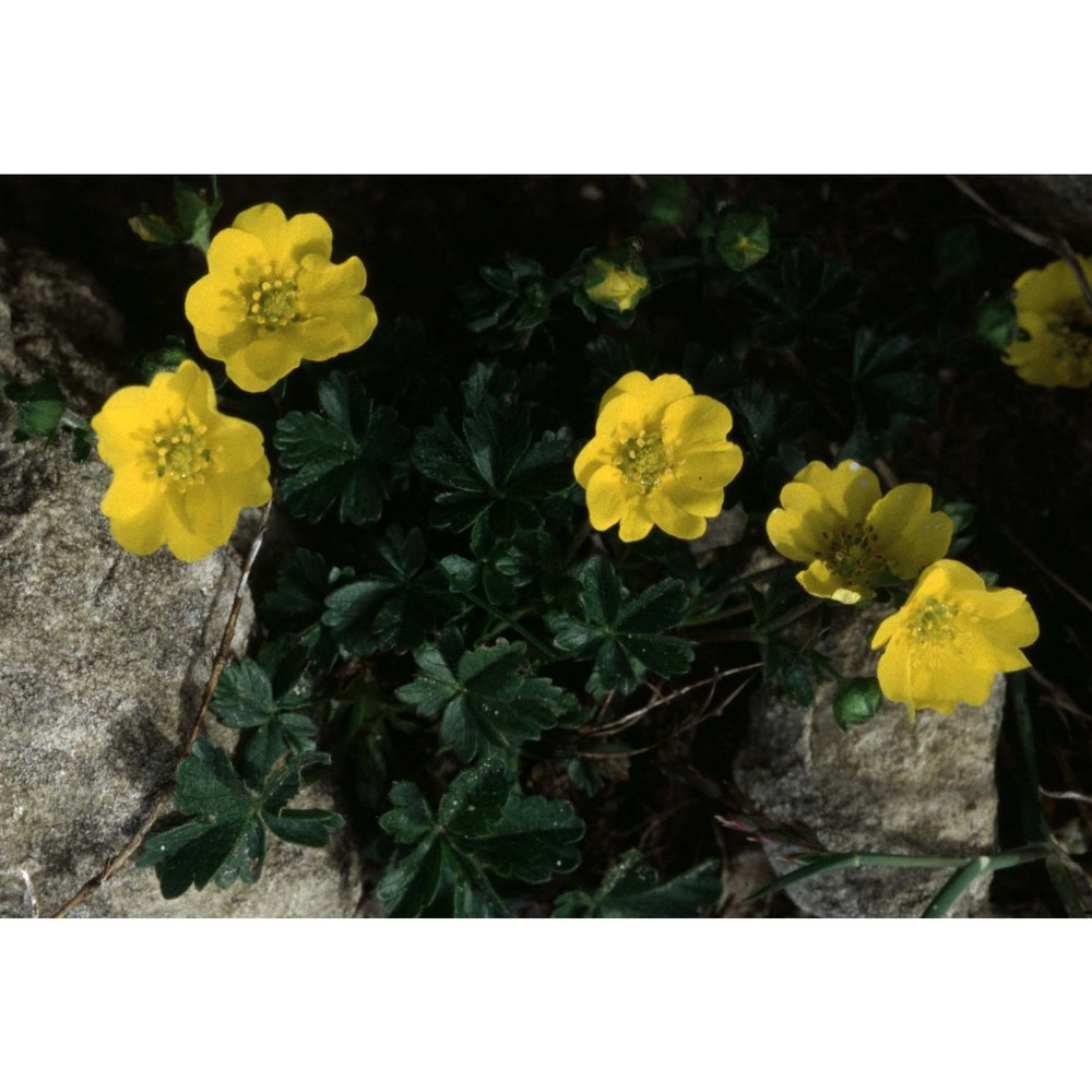 potentilla crantzii (crantz) beck ex fritsch