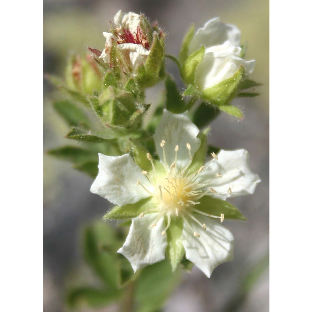 potentilla crassinervia viv.