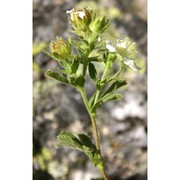 potentilla crassinervia viv.