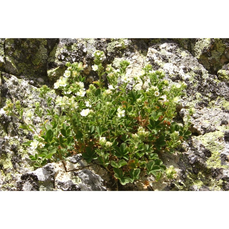 potentilla crassinervia viv.