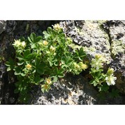 potentilla crassinervia viv.