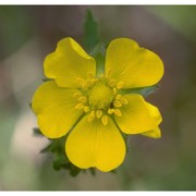 potentilla detommasii ten.