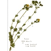 potentilla detommasii ten.