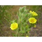 potentilla detommasii ten.