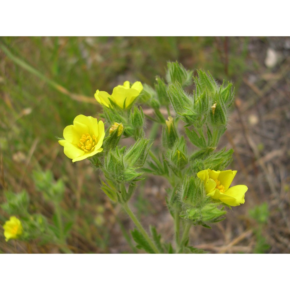 potentilla detommasii ten.