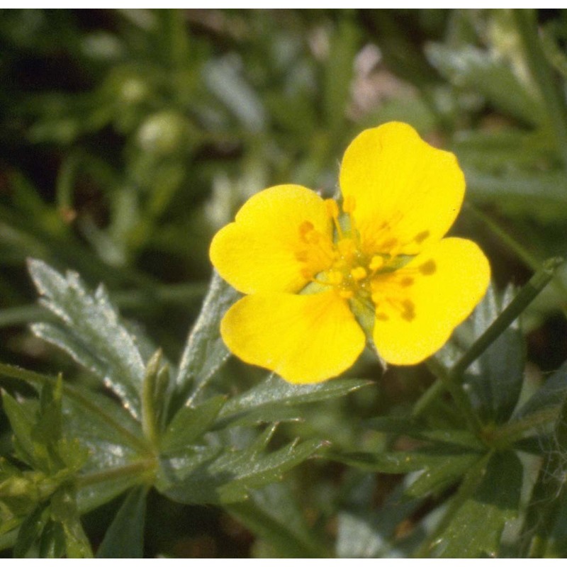 potentilla erecta (l.) raeusch.