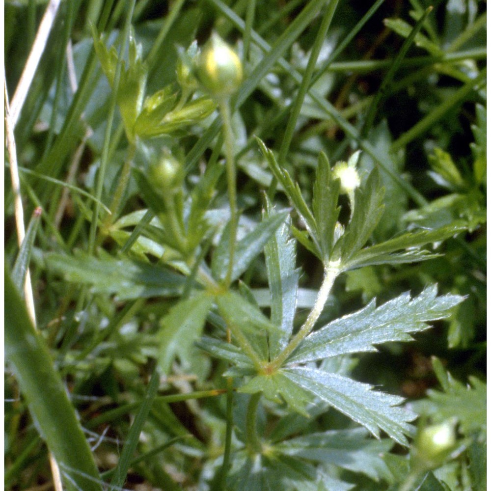 potentilla erecta (l.) raeusch.