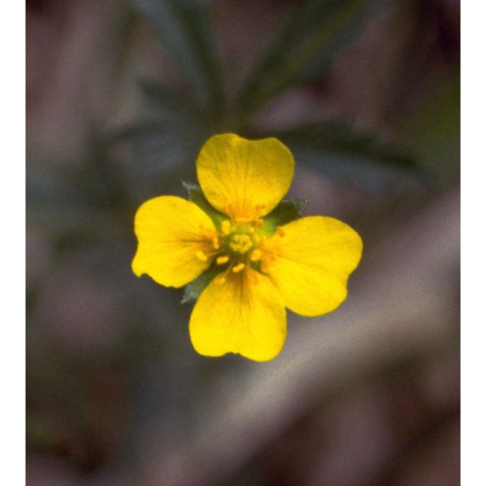 potentilla erecta (l.) raeusch.