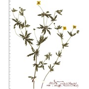 potentilla erecta (l.) raeusch.