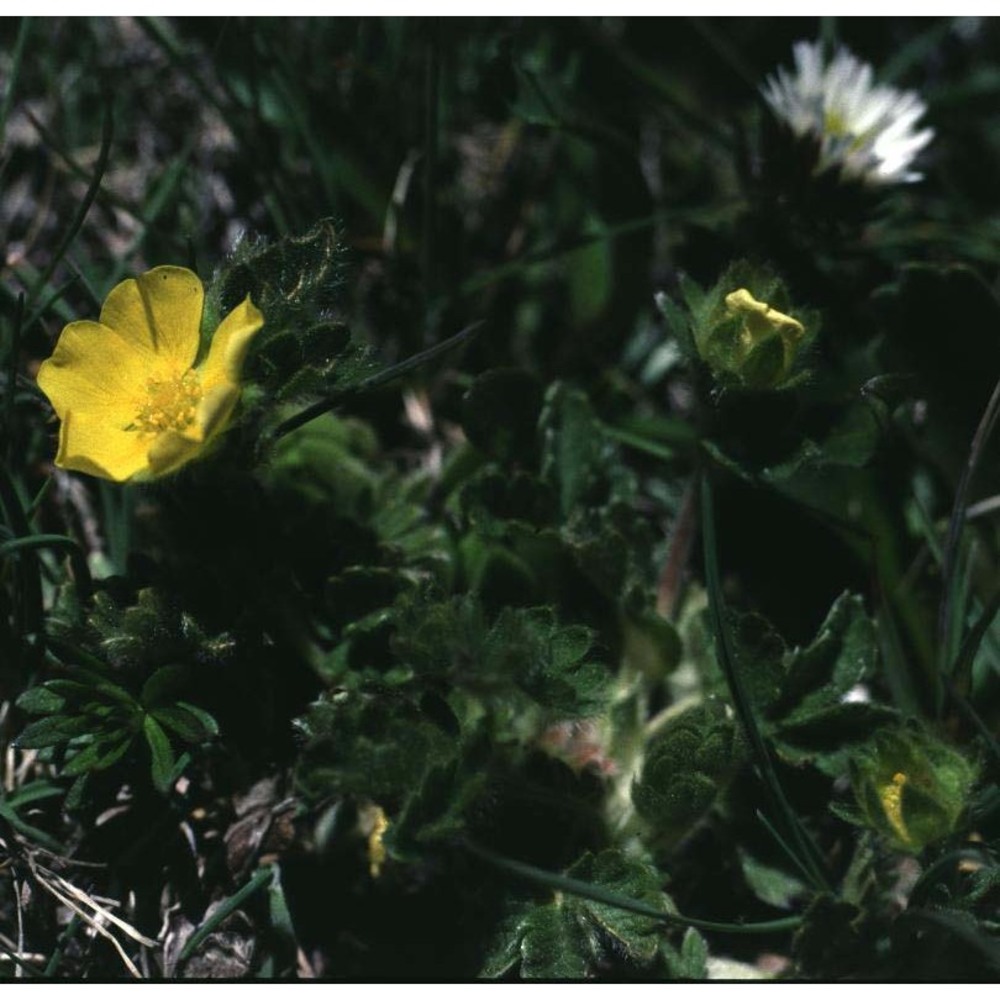 potentilla frigida vill.