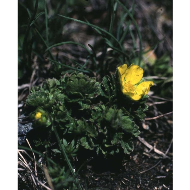 potentilla frigida vill.