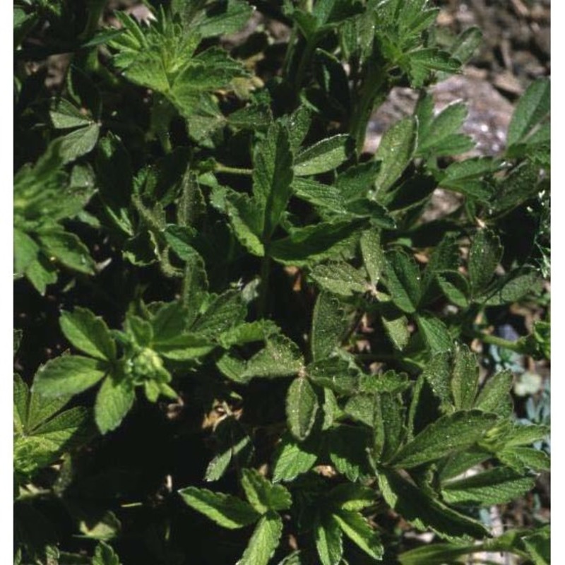 potentilla grammopetala moretti