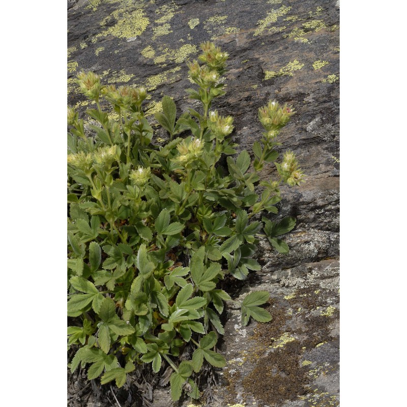 potentilla grammopetala moretti