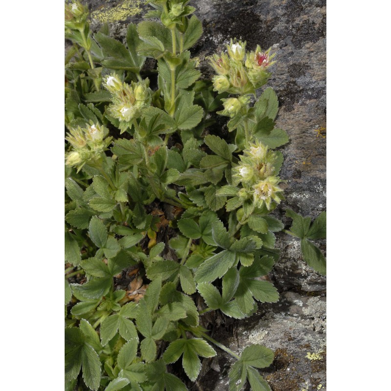 potentilla grammopetala moretti