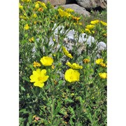 potentilla heptaphylla l.