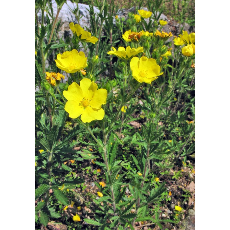 potentilla heptaphylla l.