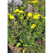 potentilla heptaphylla l.