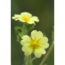 potentilla hirta l.