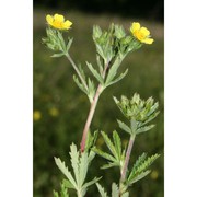 potentilla inclinata vill.