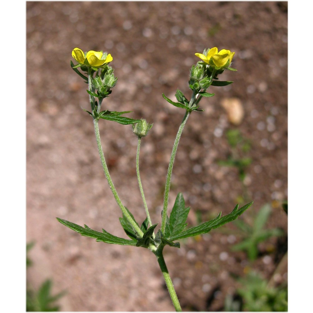 potentilla inclinata vill.