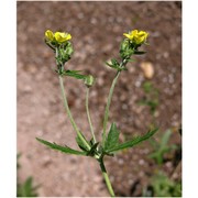 potentilla inclinata vill.