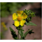 potentilla inclinata vill.