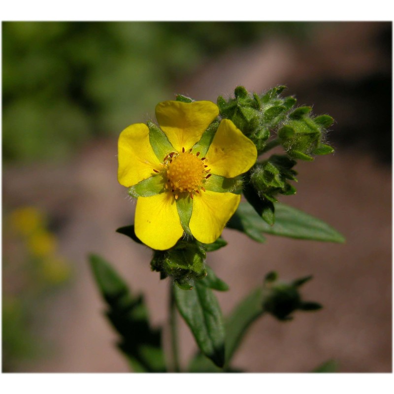 potentilla inclinata vill.