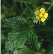 potentilla indica (andrews) th. wolf