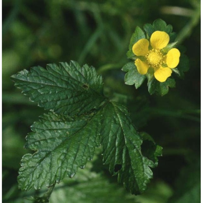 potentilla indica (andrews) th. wolf