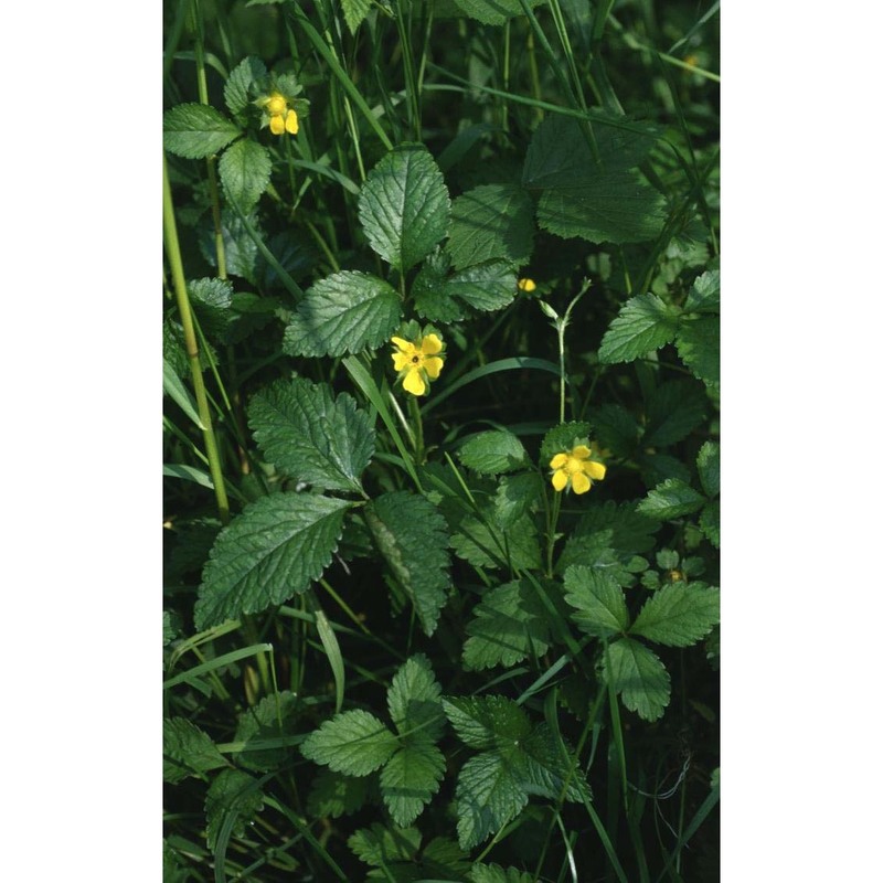 potentilla indica (andrews) th. wolf