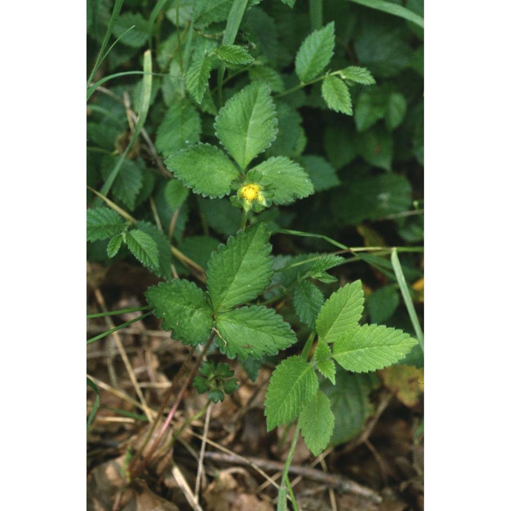 potentilla indica (andrews) th. wolf