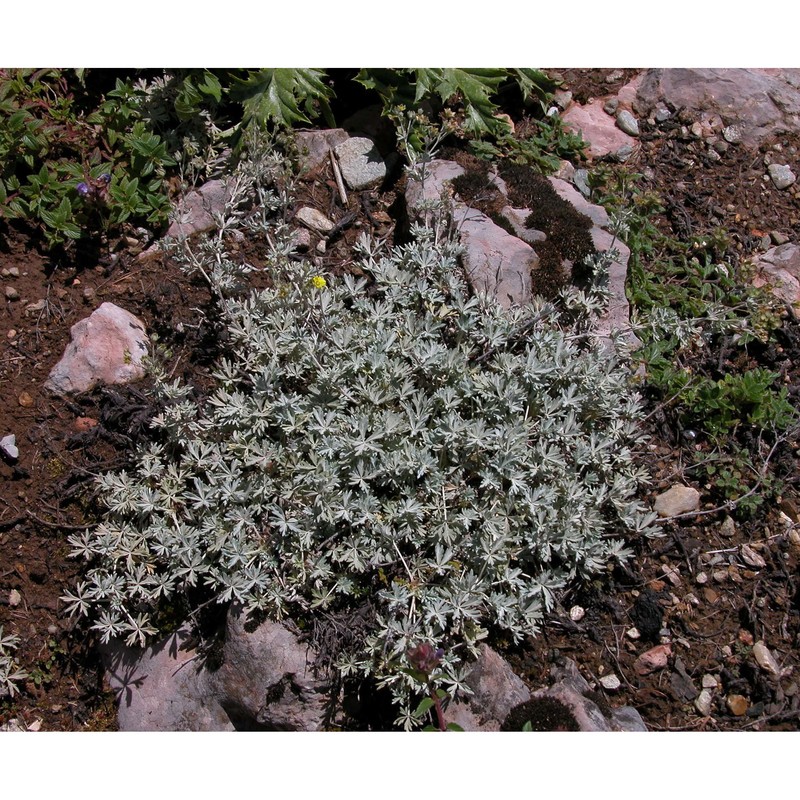 potentilla leucopolitana p. j. müll.