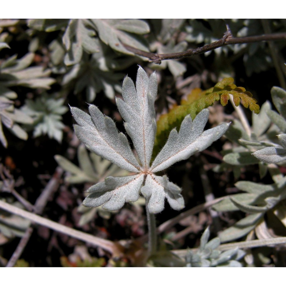 potentilla leucopolitana p. j. müll.