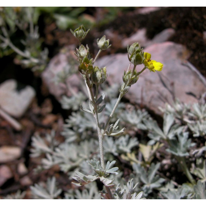 potentilla leucopolitana p. j. müll.