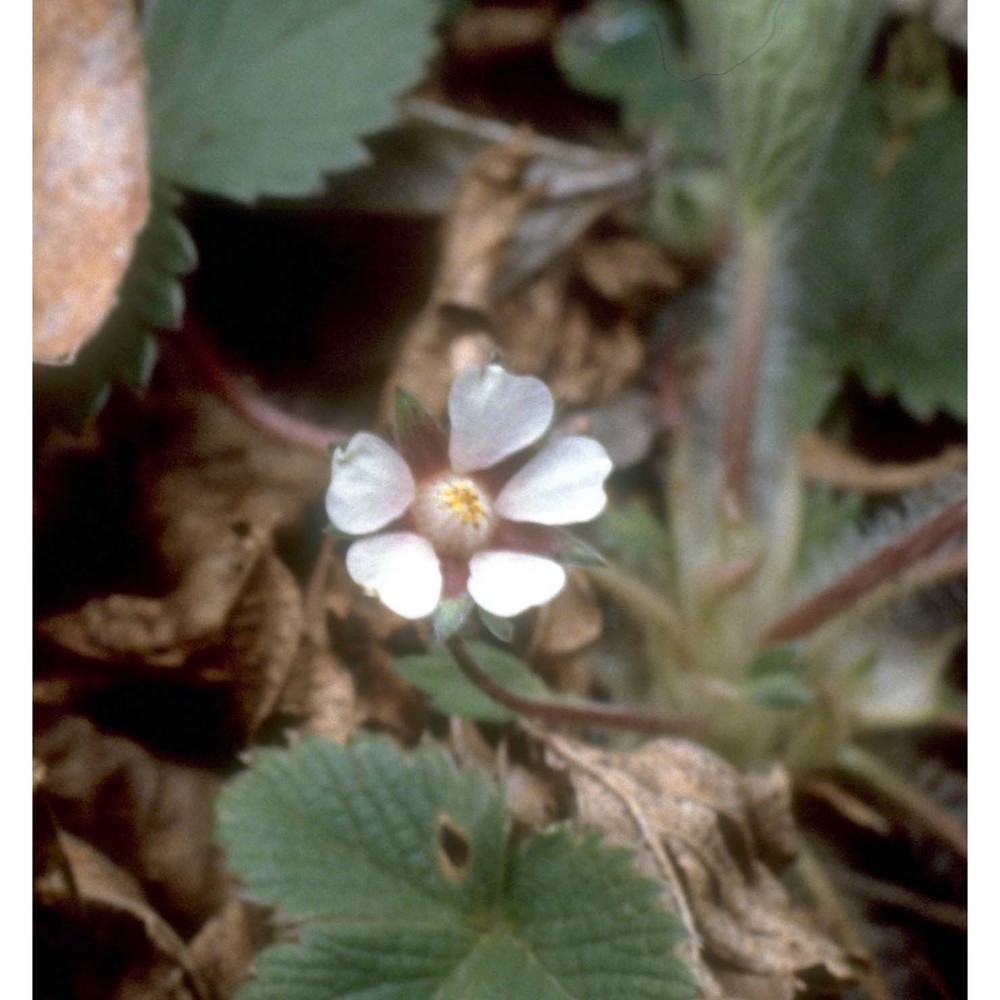 potentilla micrantha ramond ex dc.