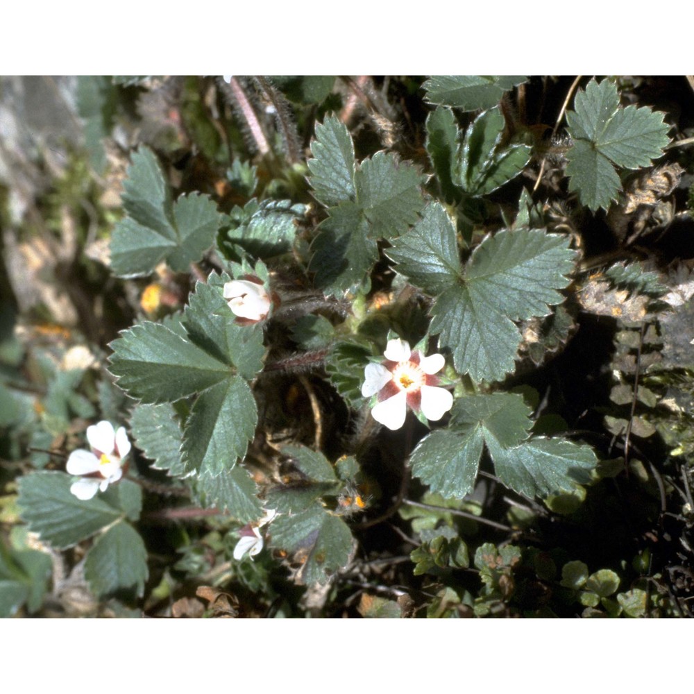 potentilla micrantha ramond ex dc.