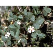 potentilla micrantha ramond ex dc.