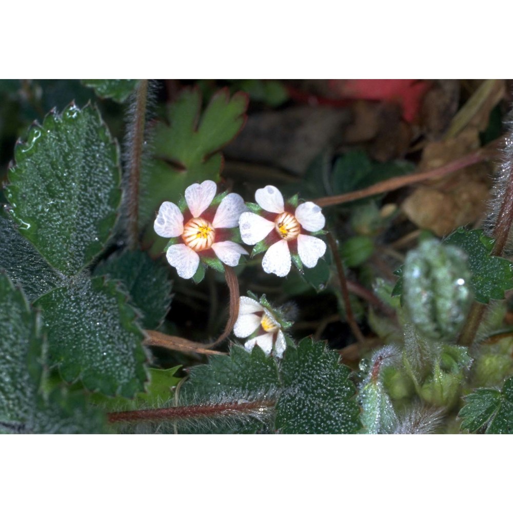 potentilla micrantha ramond ex dc.