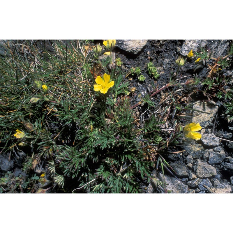 potentilla multifida l.