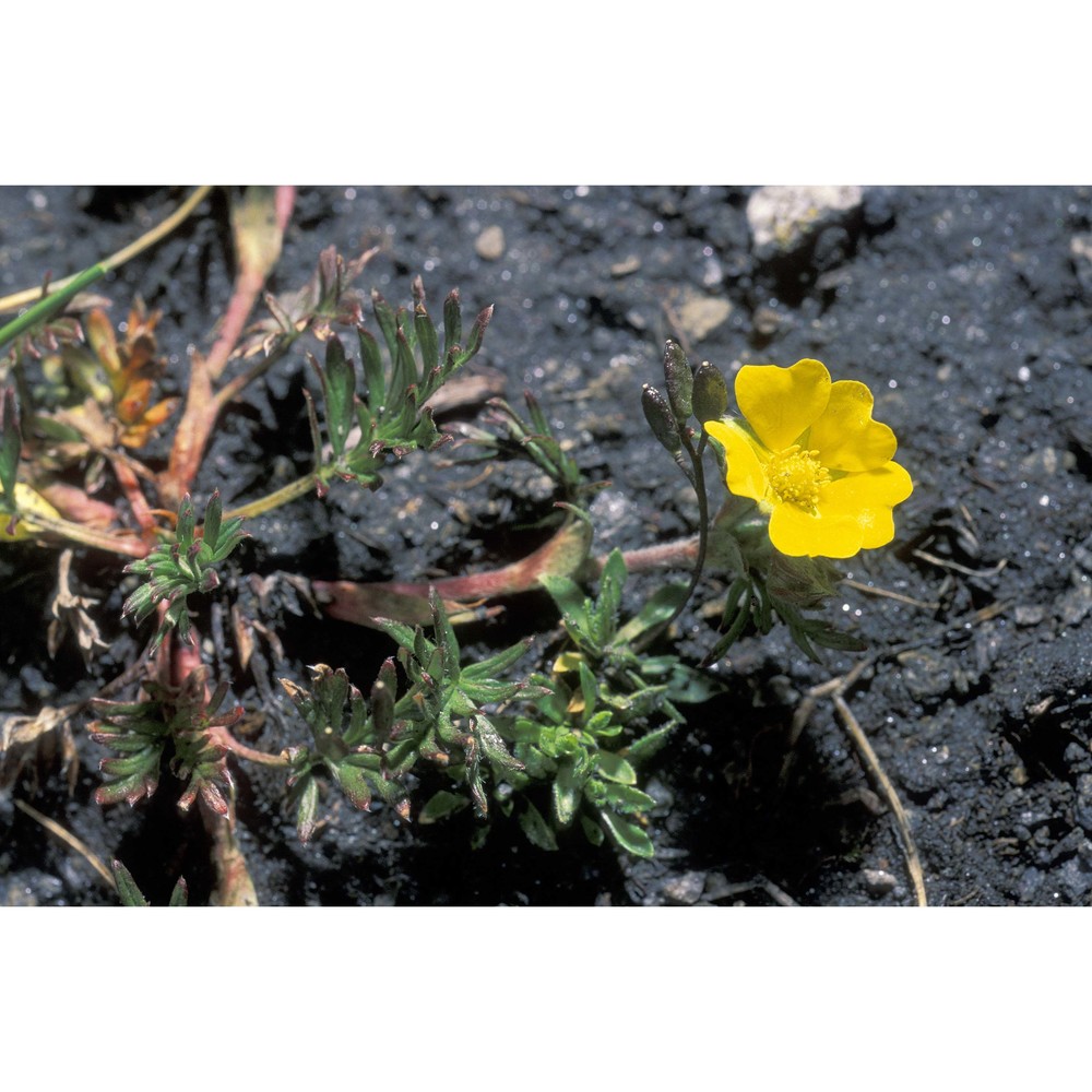 potentilla multifida l.