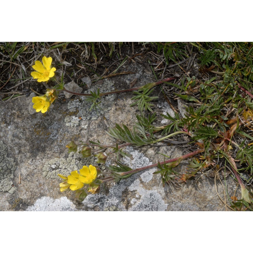 potentilla multifida l.