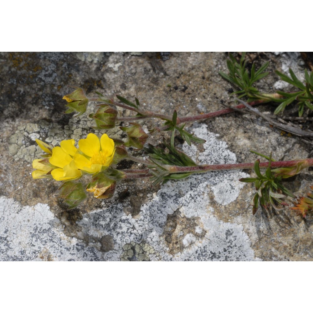 potentilla multifida l.