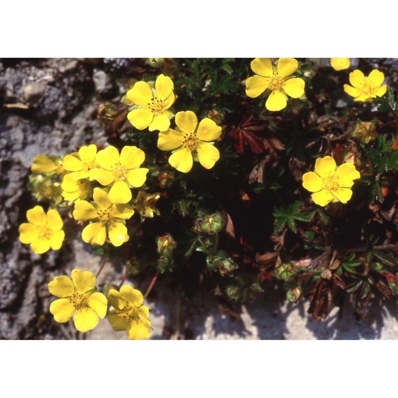 potentilla neumanniana rchb.