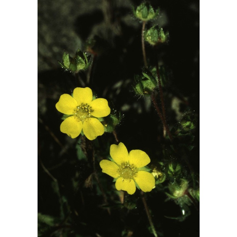 potentilla verna