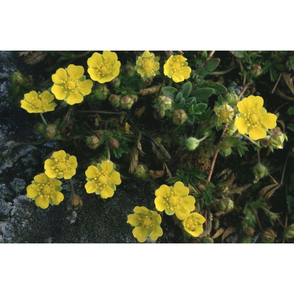 potentilla neumanniana rchb.