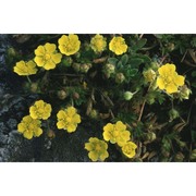 potentilla verna